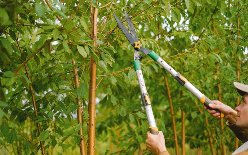 Tree trimming in Cuddebackville, NY